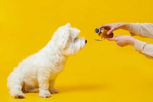 Maltese Dog Grooming Tips for a Healthy and Shiny Coat Maltese Dog Grooming Tips for a Healthy and Shiny Coat