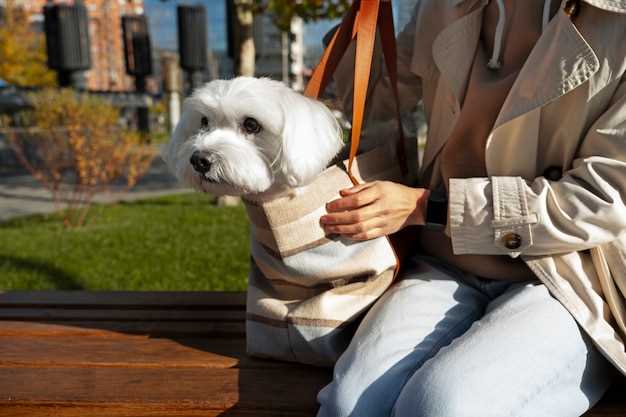 Maltese Dog Grooming Tips for a Healthy and Shiny Coat Maltese Dog Grooming Tips for a Healthy and Shiny Coat