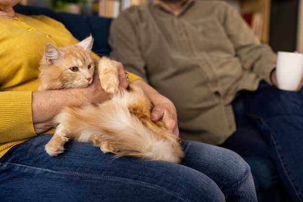 Pet Loss Support Groups – Finding Comfort in Shared Experiences