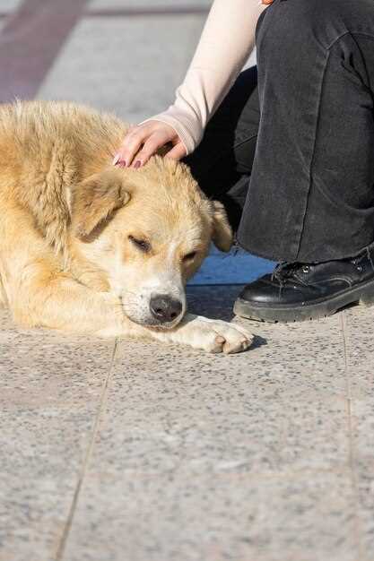 The Stages of Pet Grief – Navigating the Emotional Journey