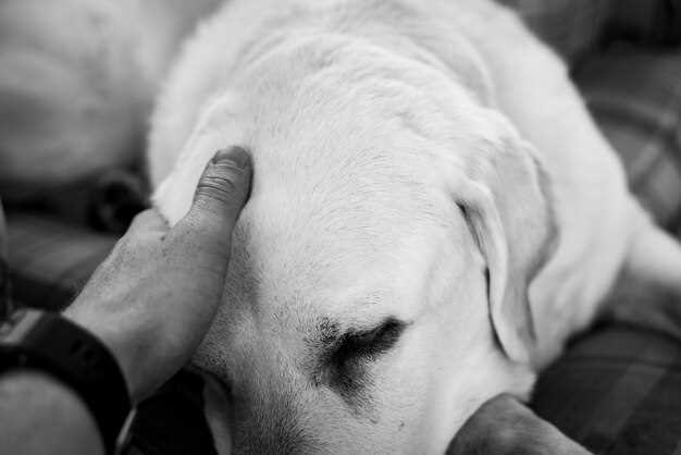 The Stages of Pet Grief - Navigating the Emotional Journey The Stages of Pet Grief - Navigating the Emotional Journey